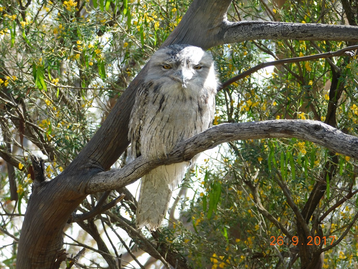 Tawny Frogmouth - ML112304201