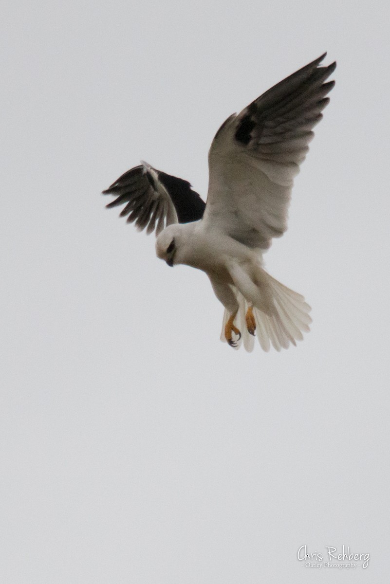 Black-shouldered Kite - Chris Rehberg  | Sydney Birding