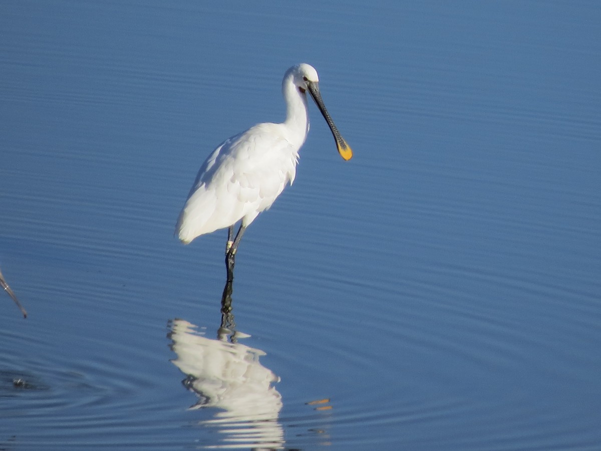 Eurasian Spoonbill - ML112307061