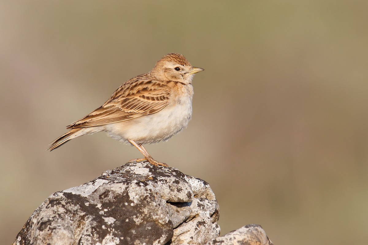 Greater Short-toed Lark - Daniel Pettersson