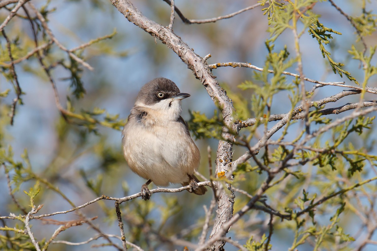 Western Orphean Warbler - ML112309491