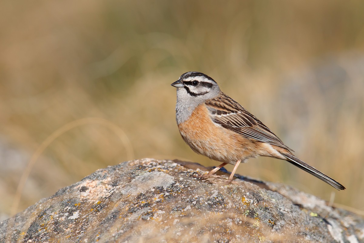 Rock Bunting - Daniel Pettersson
