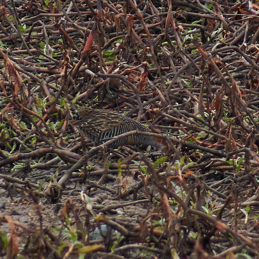 Buff-banded Rail - ML112310611