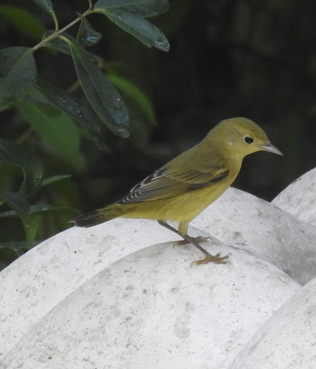 Paruline jaune - ML112312331