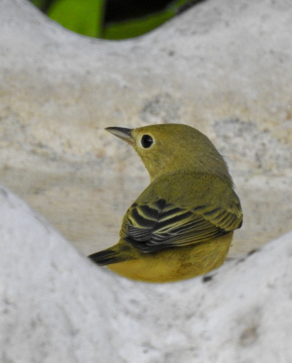 Yellow Warbler - ML112312341