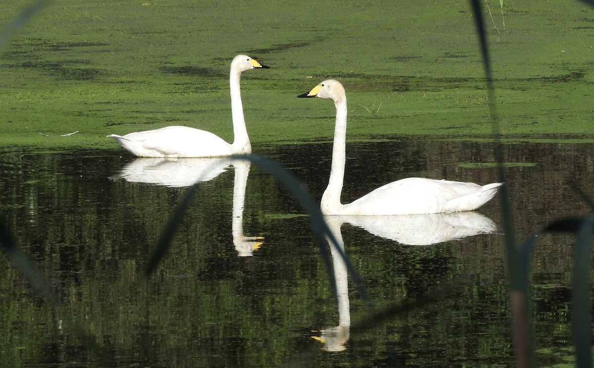 Whooper Swan - ML112312531