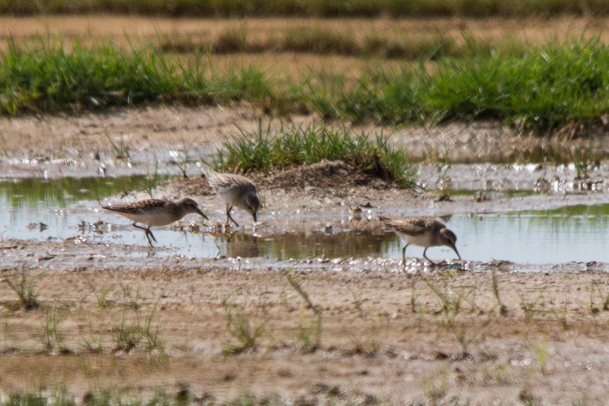 Least Sandpiper - ML112312621