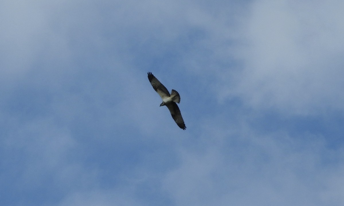 Osprey - ML112312921