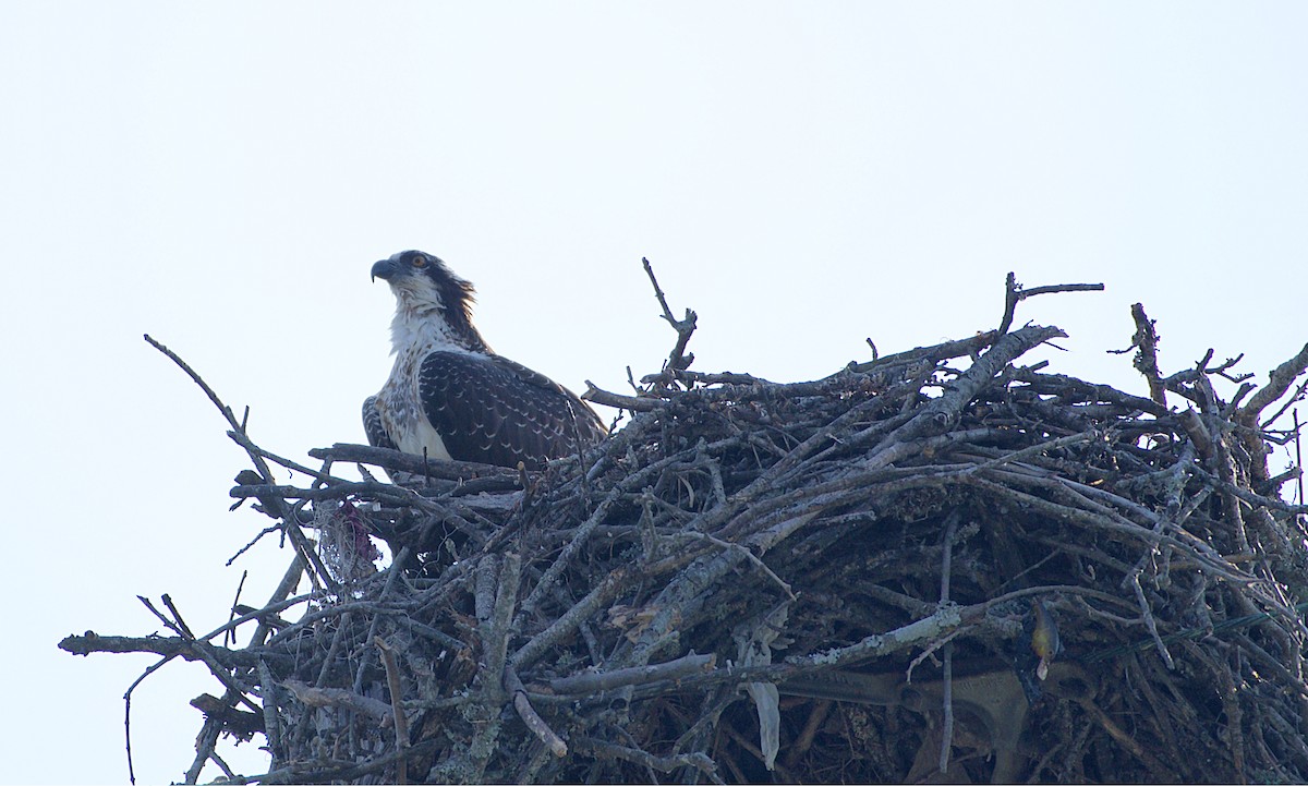 Osprey - ML112313301