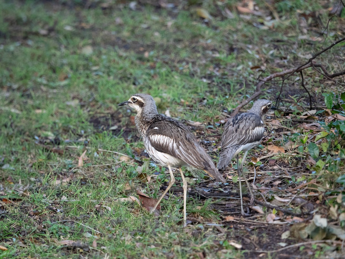 Bush Thick-knee - ML112314851