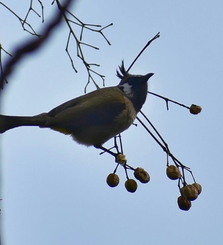 Bulbul Cariblanco - ML112315431