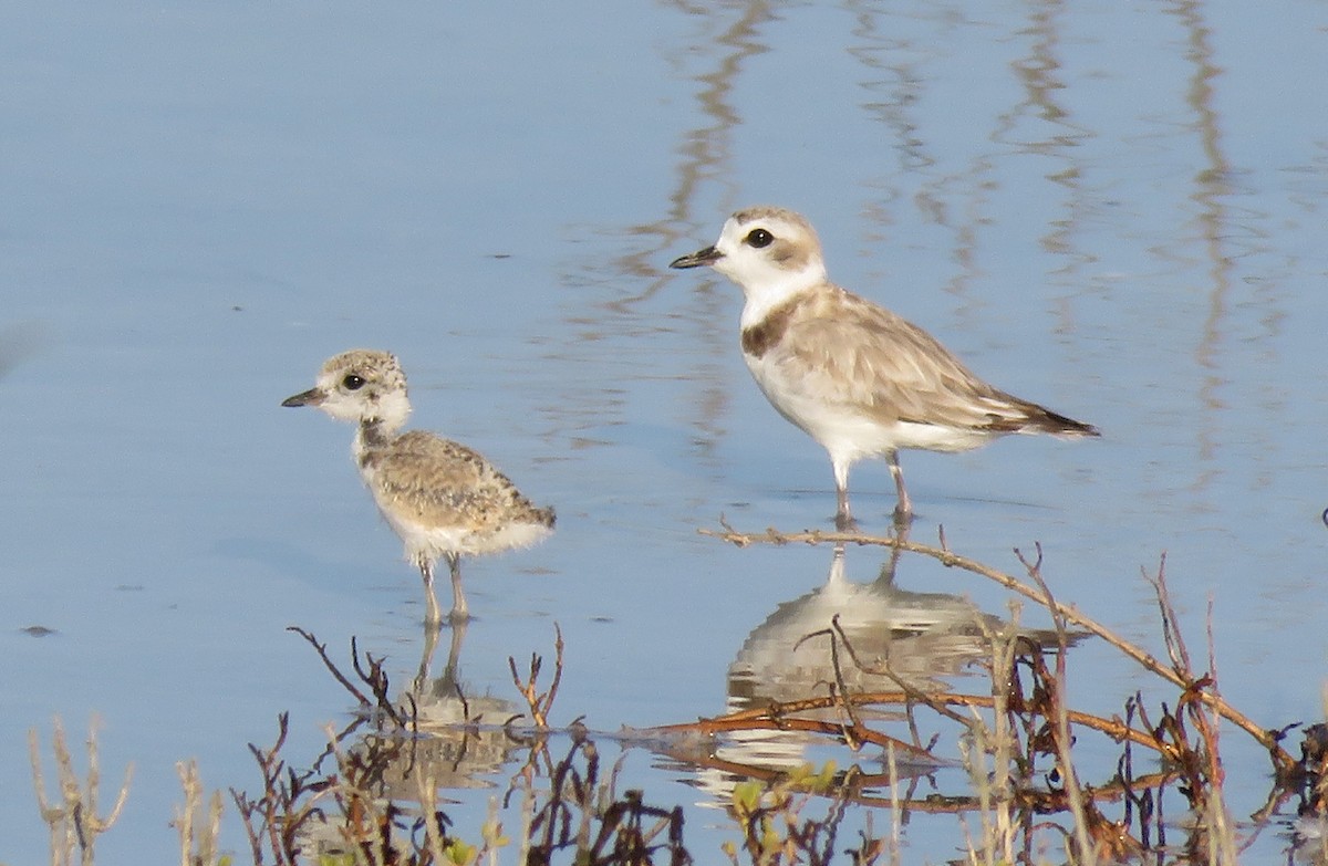 Snowy Plover - ML112315881