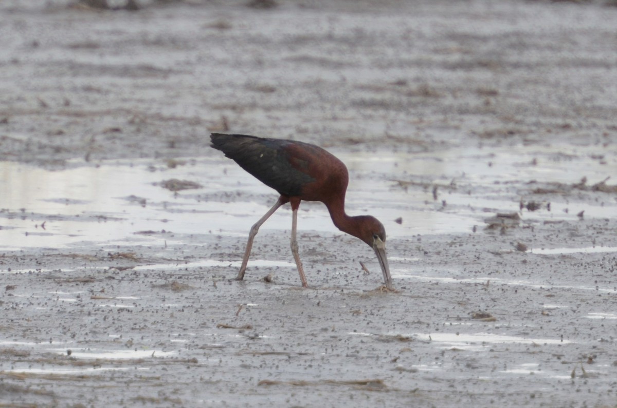 Glossy Ibis - ML112316401