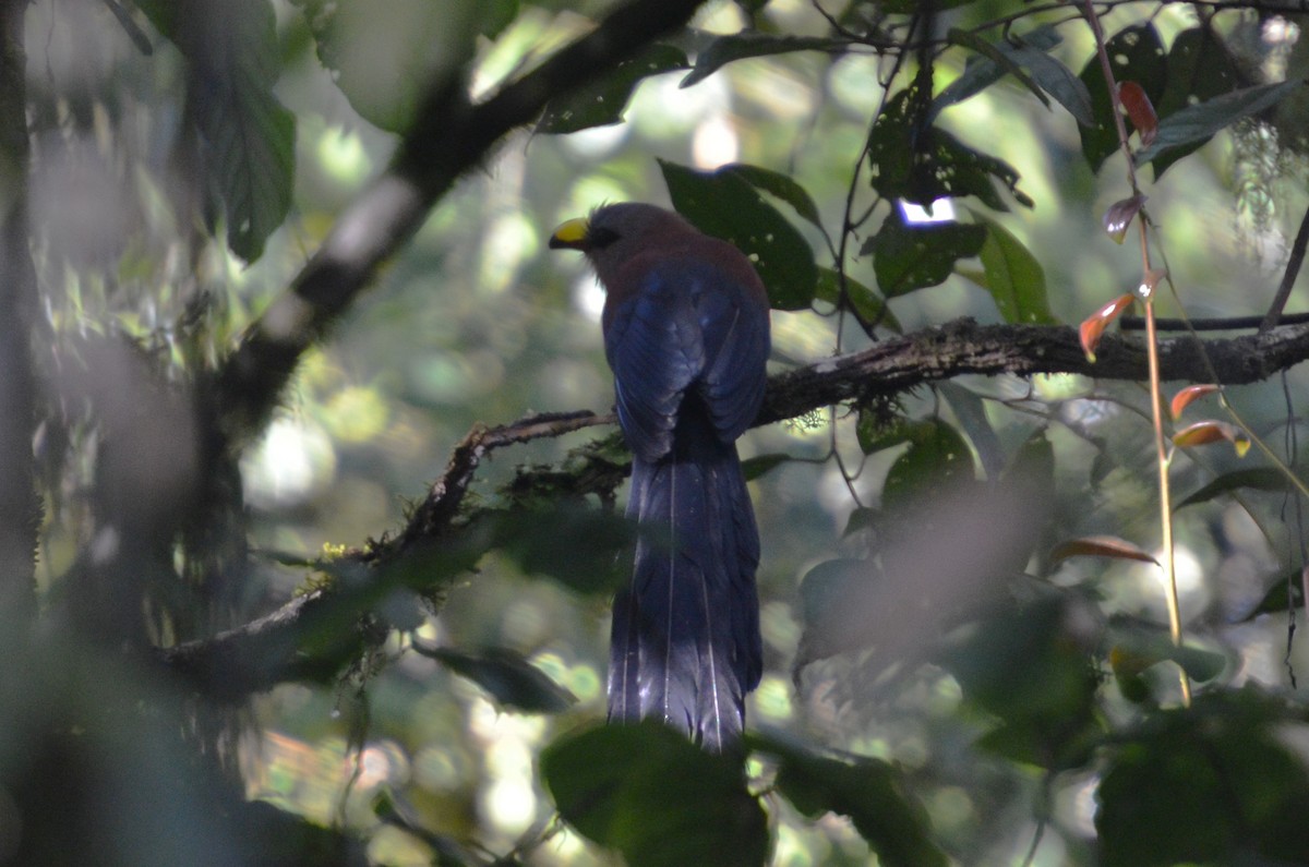 Yellow-billed Malkoha - ML112316611