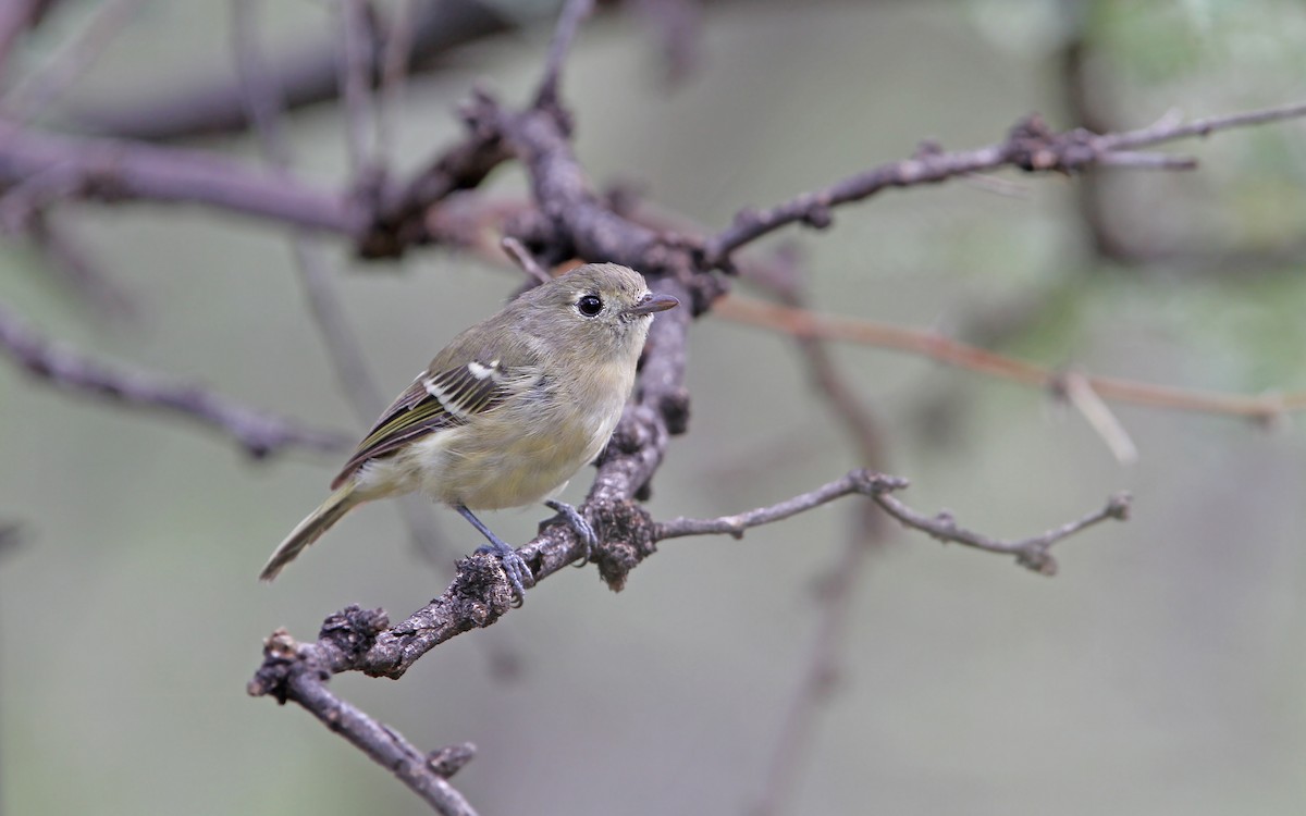 Hutton's Vireo - ML112317091