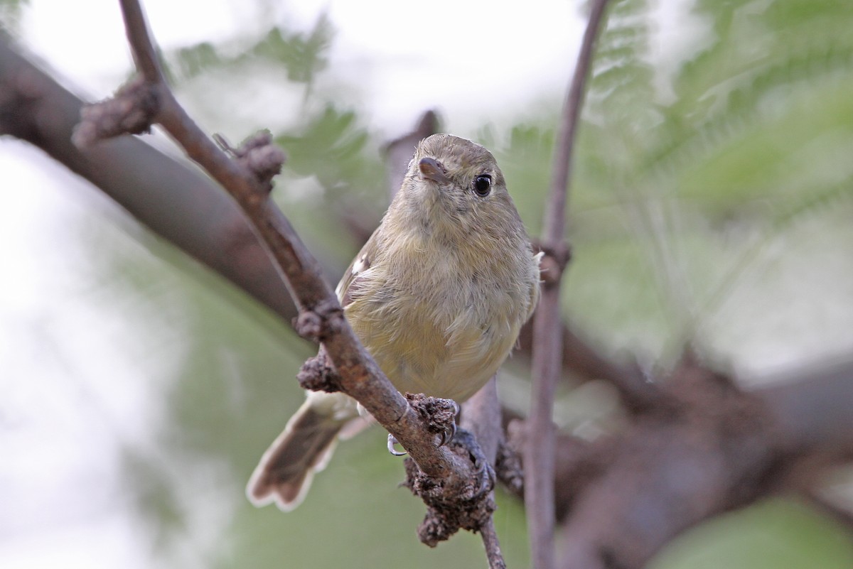 Hutton's Vireo - ML112317241