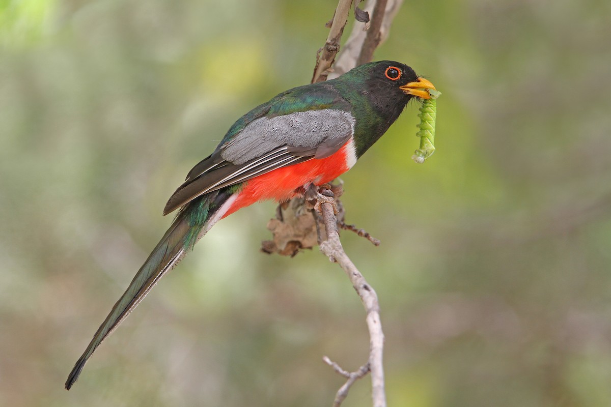 Coppery-tailed Trogon - Christoph Moning