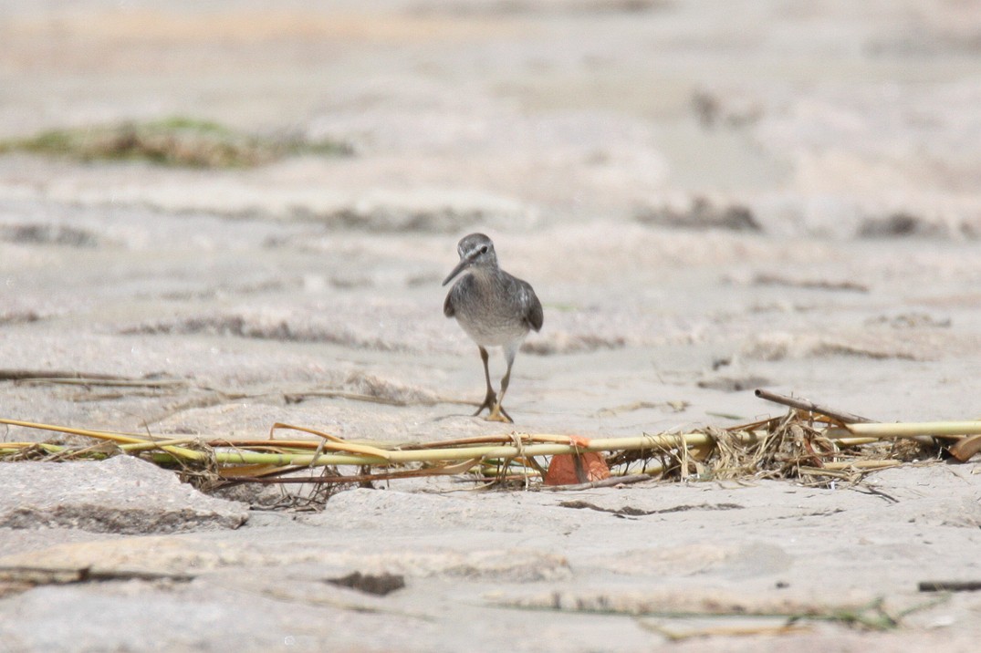 Gray-tailed Tattler - ML112317581