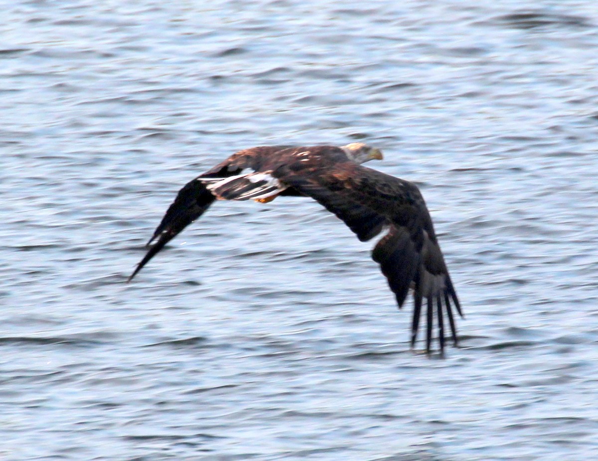 Bald Eagle - ML112317671