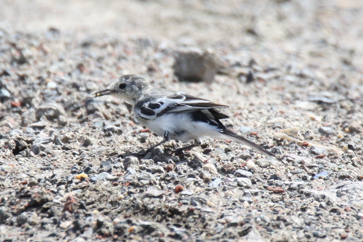 White Wagtail - Anonymous