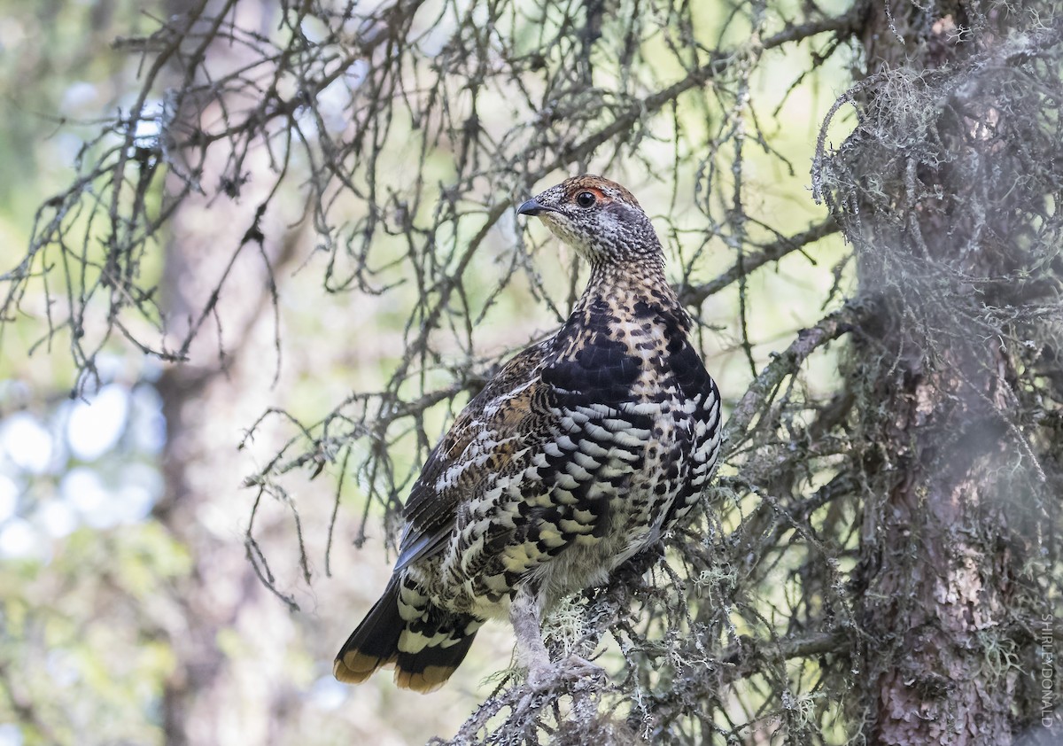 Spruce Grouse - Shirley Donald