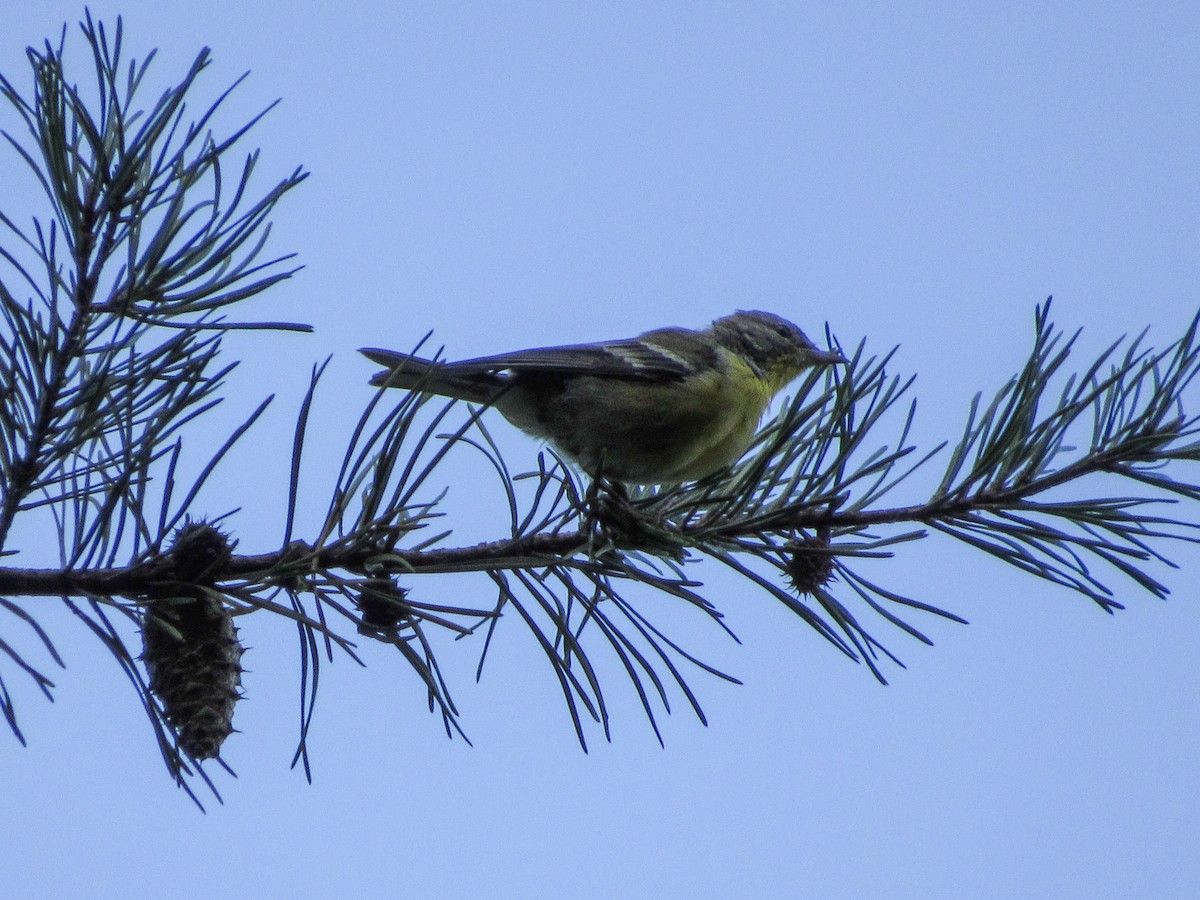 Pine Warbler - ML112323151