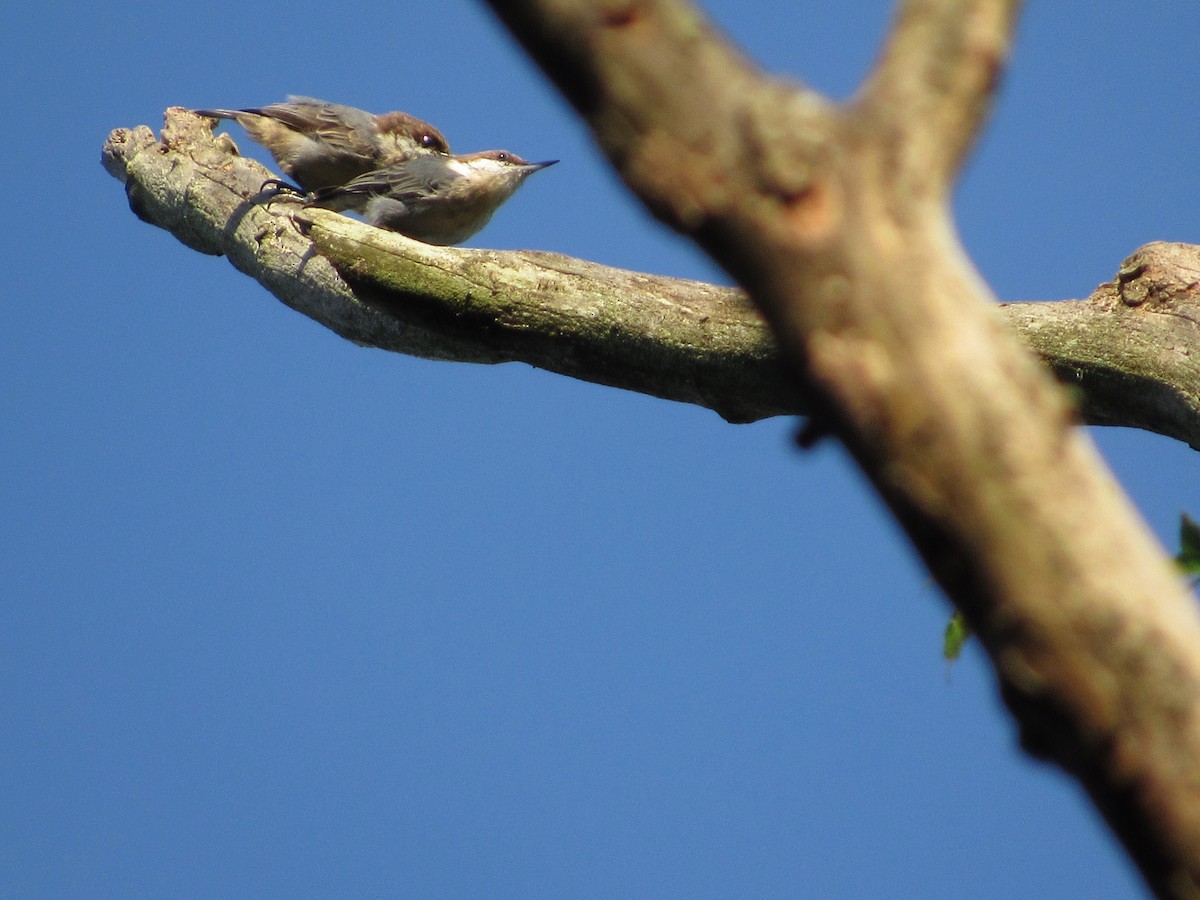 Brown-headed Nuthatch - ML112323201