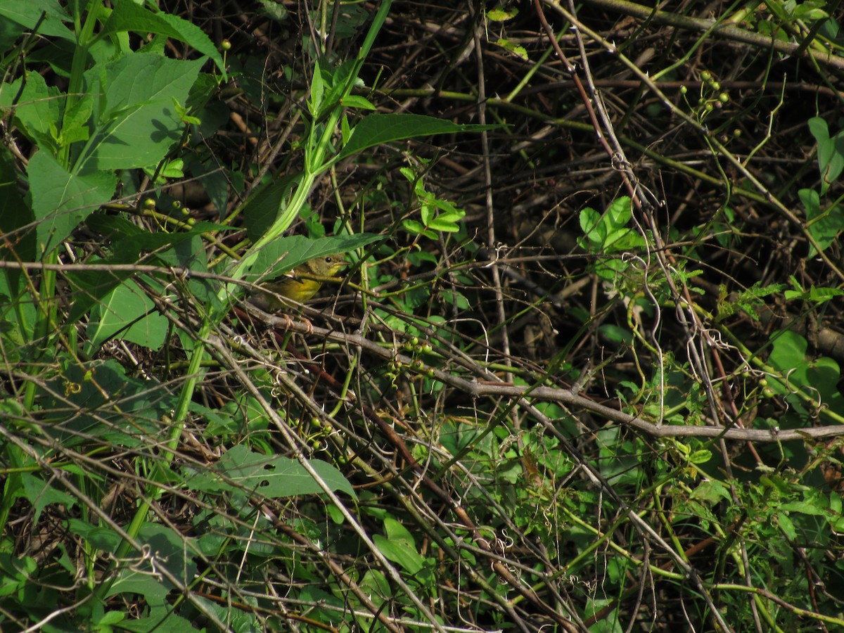 Common Yellowthroat - ML112323291