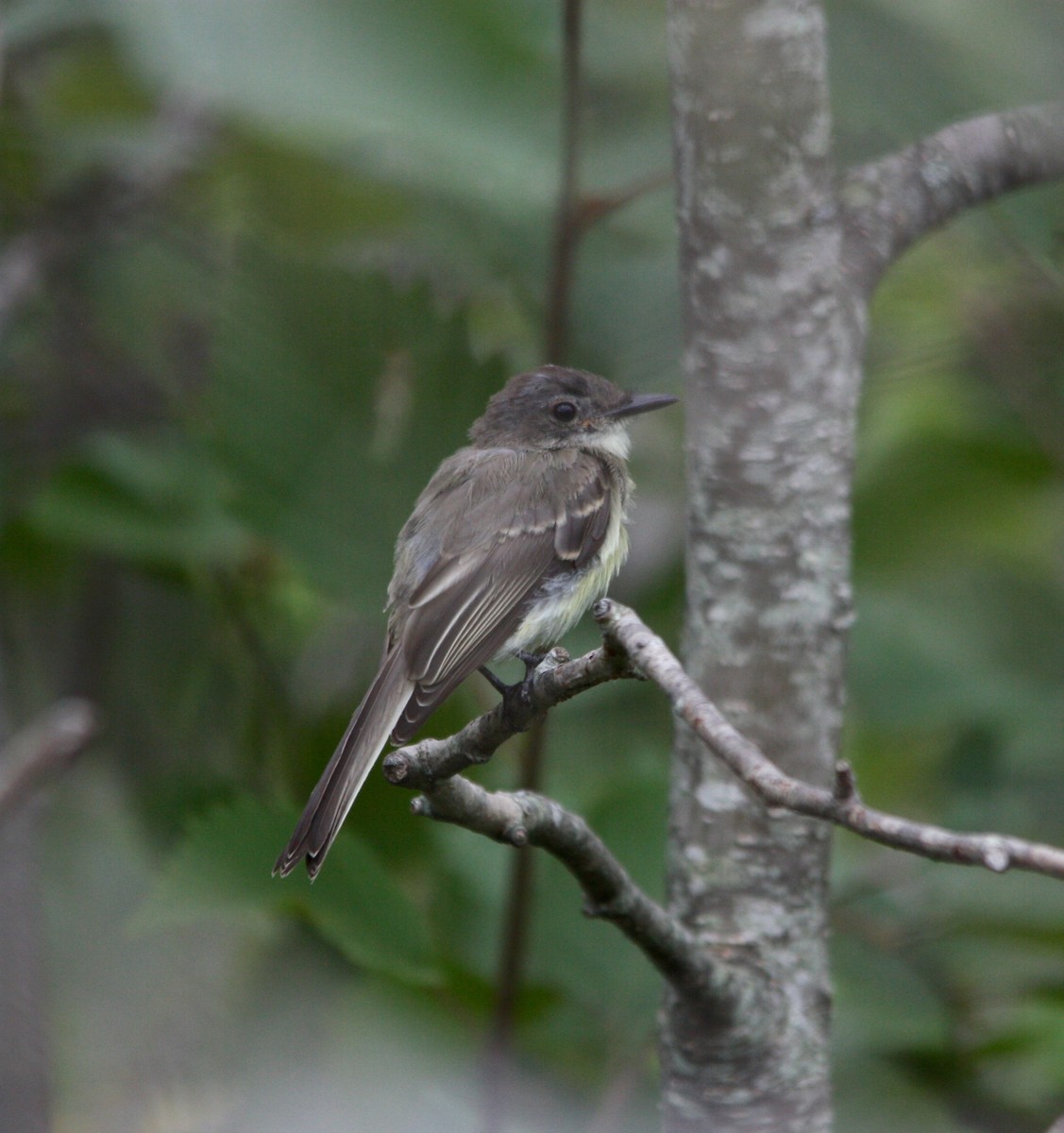 Eastern Phoebe - ML112324401