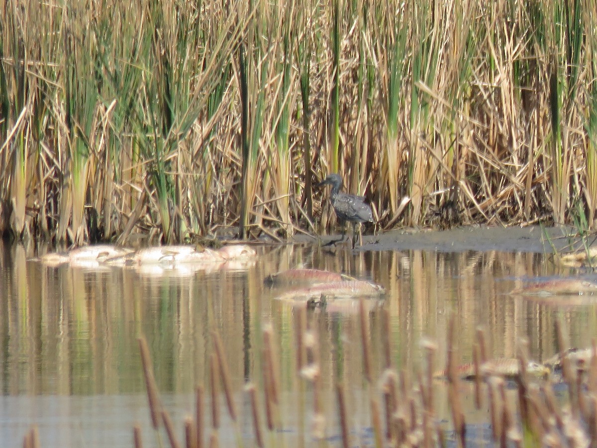 Yellow-crowned Night Heron - Kathy Carroll