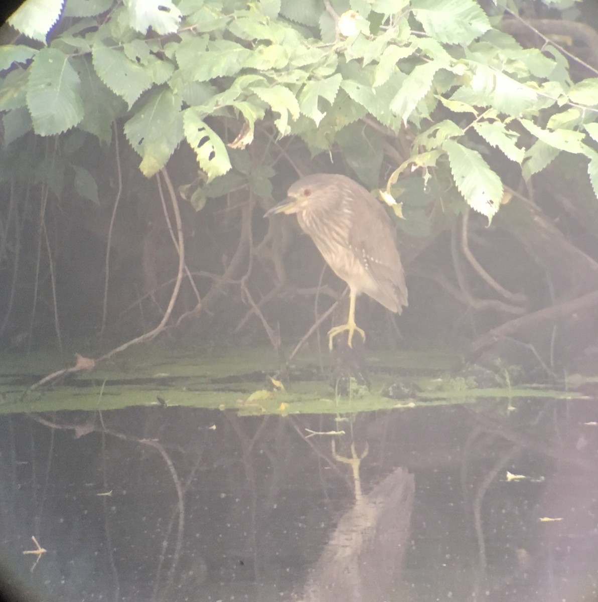 Black-crowned Night Heron - Eric Huston