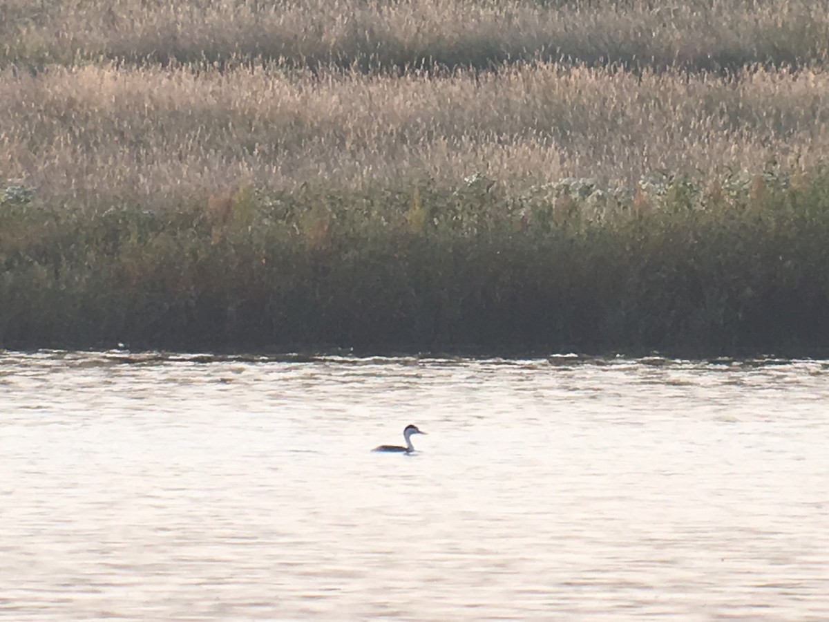 Clark's Grebe - ML112326521