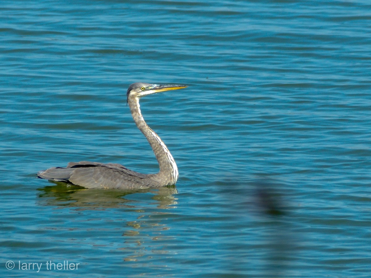 Great Blue Heron - ML112326591