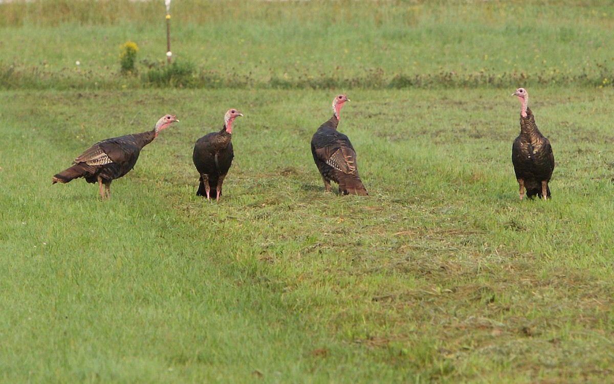 Wild Turkey - Robert Bruss