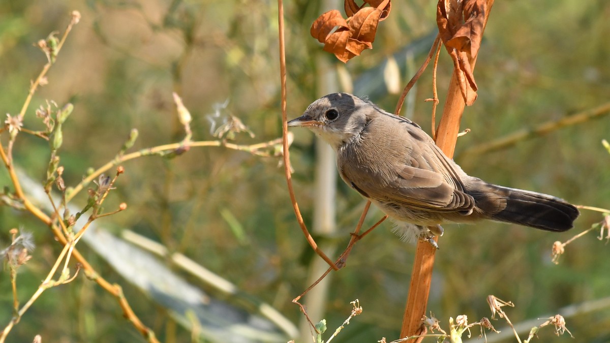 Menetries's Warbler - ML112326971