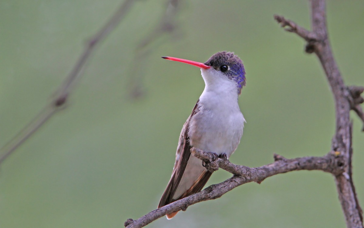 Violet-crowned Hummingbird - Christoph Moning