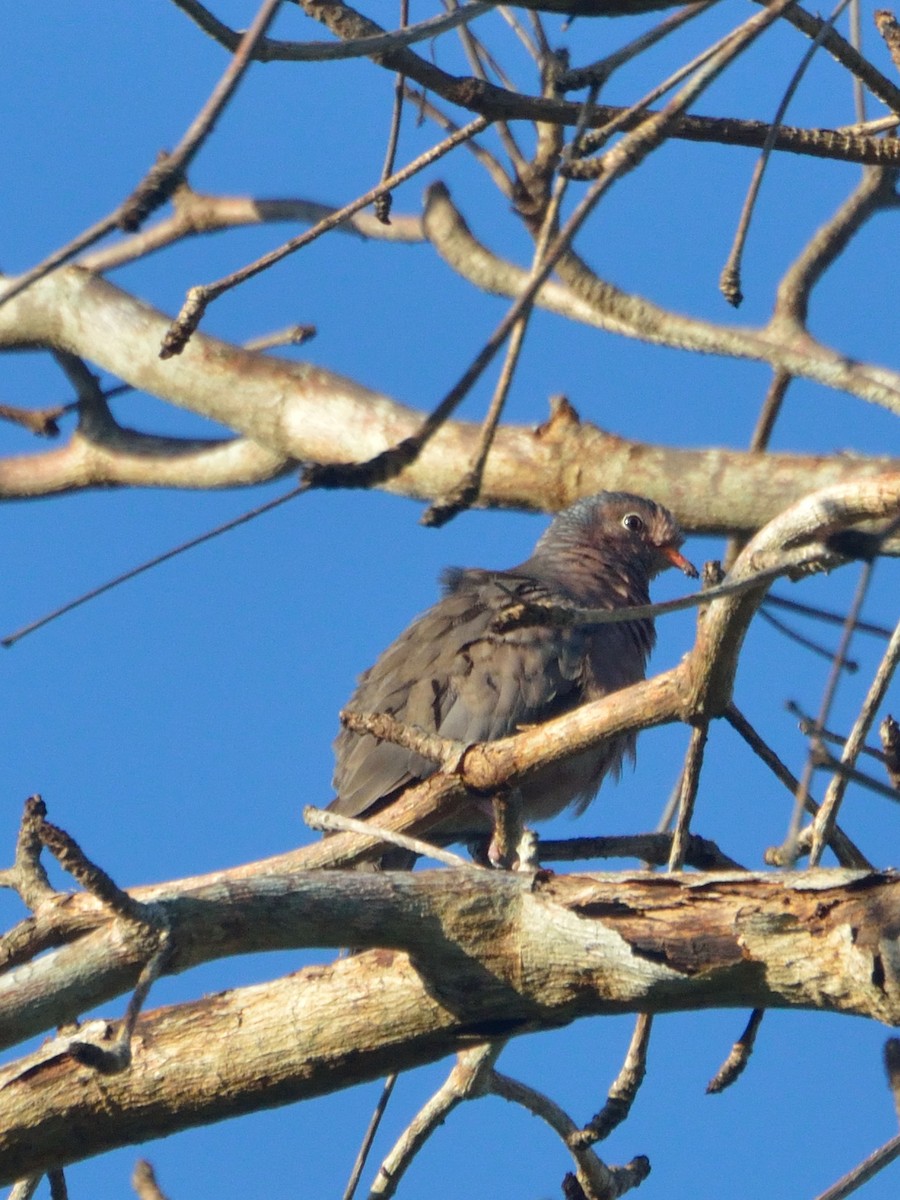 Common Ground Dove - Bente Torvund