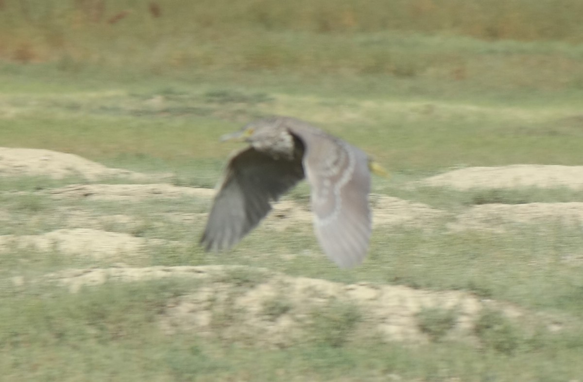 Black-crowned Night Heron - ML112329461