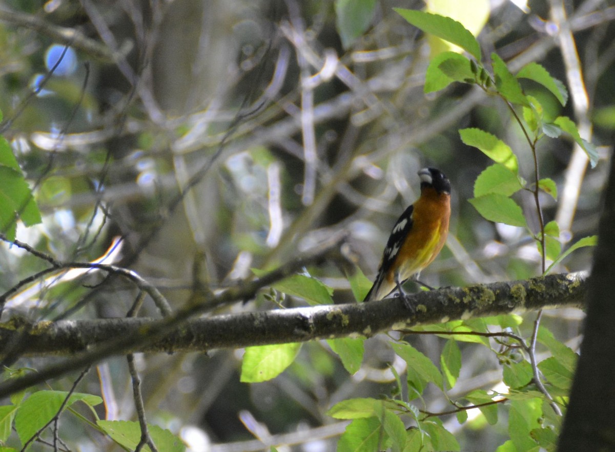 Black-headed Grosbeak - Serge Wolf