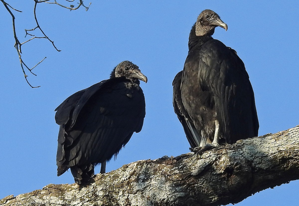 Black Vulture - ML112330561