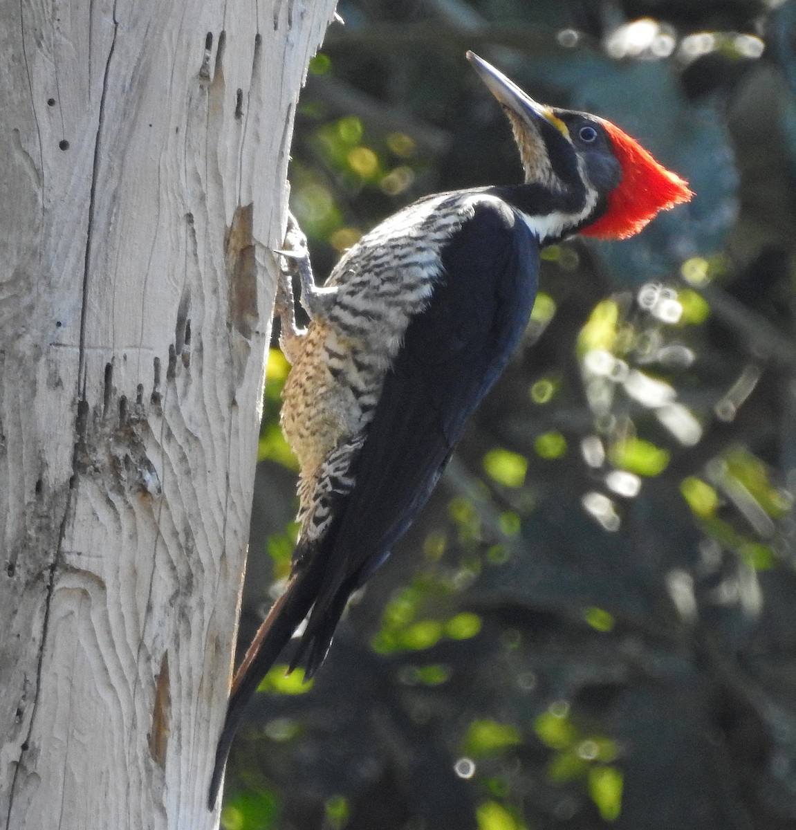 Lineated Woodpecker - ML112331201