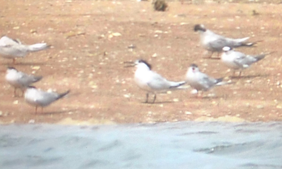 Sandwich Tern - ML112331231