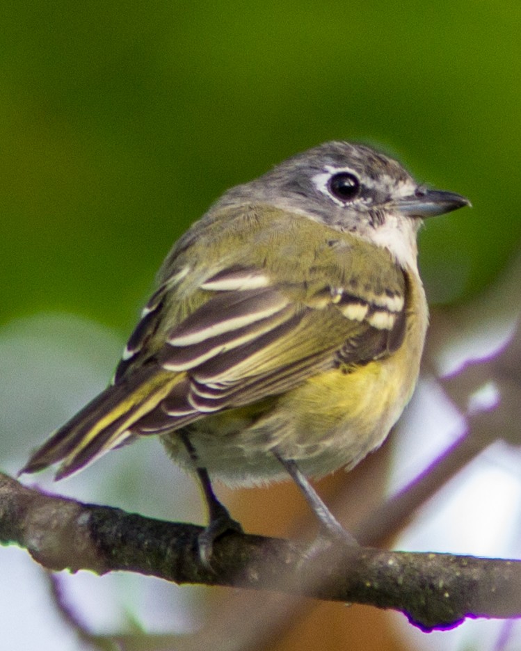 Blue-headed Vireo - Marc Boisvert