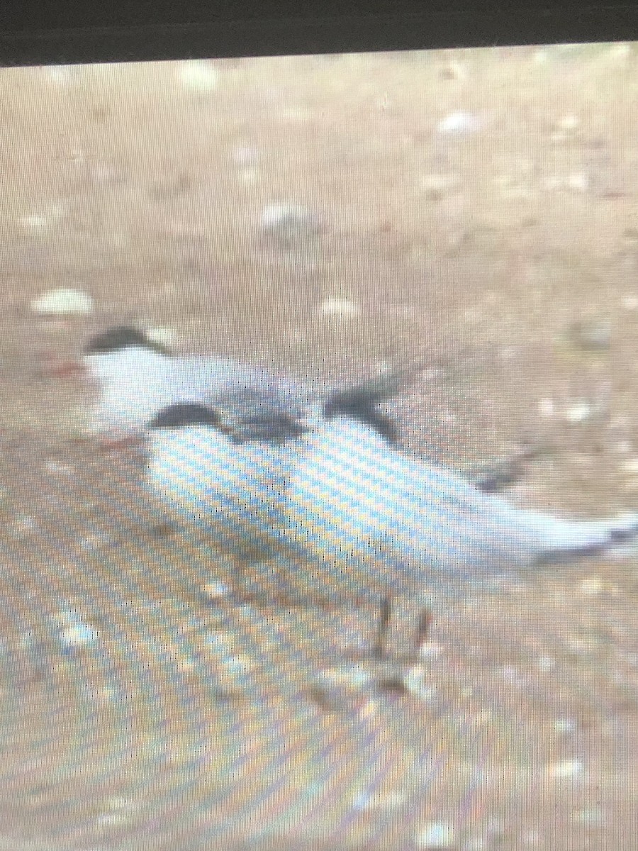 Sandwich Tern - ML112331331