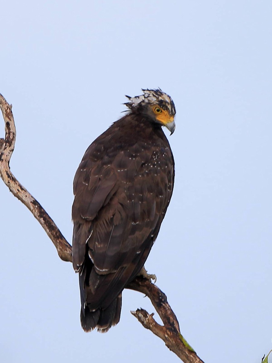 Crested Serpent-Eagle - ML112331451