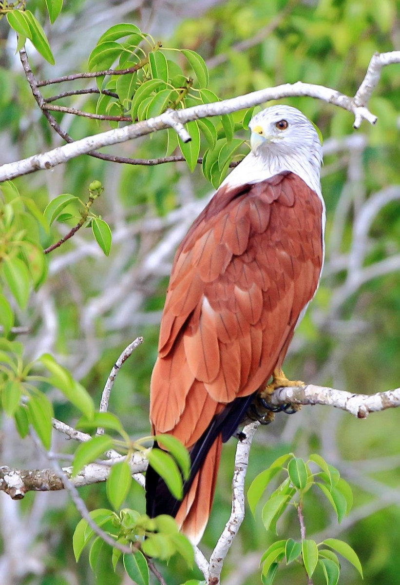 Brahminy Kite - ML112331521