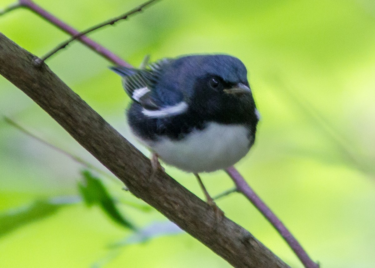 Blaurücken-Waldsänger - ML112332071