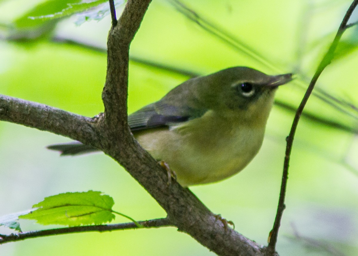 Black-throated Blue Warbler - ML112332081