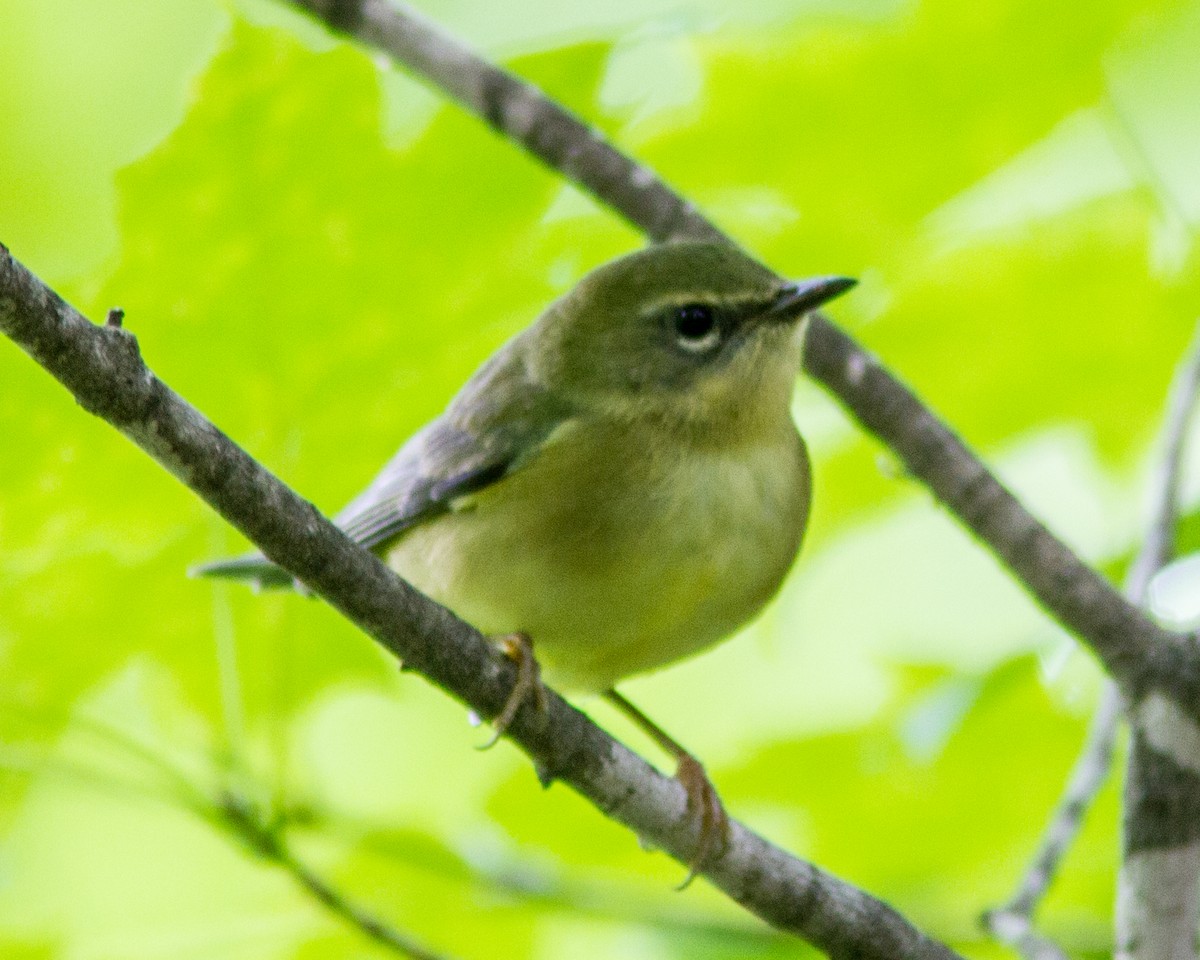 Black-throated Blue Warbler - ML112332091