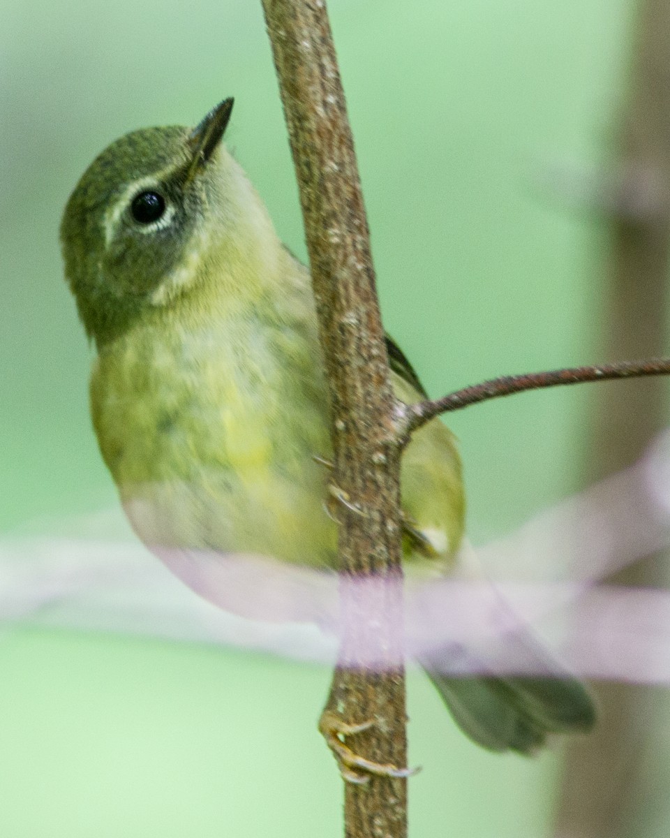 Black-throated Blue Warbler - ML112332101